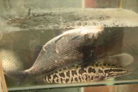 Click image to open!